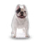 Manny The Frenchie Standing Manny Aped Throw Pillow