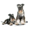 Personalized Miniature Schnauzer Pillow