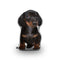 Dachshund Black Throw Pillow By All About Vibe