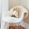 Labrador Yellow Throw Pillow By All About Vibe