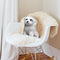 Maltese Throw Pillow By All About Vibe
