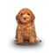 Poodle Peach Throw Pillow By All About Vibe