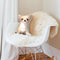 Chihuahua Fawn Throw Pillow By All About Vibe