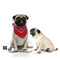 Personalized Pug Pillow