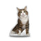 Rexiecat Standing Throw Pillow