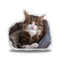 Rexiecat The Thinker Throw Pillow
