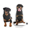 Personalized Rottweiler Pillow