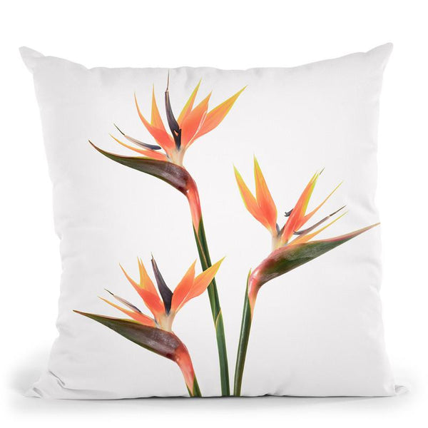 Birds Of Paradise Throw Pillow By Sisi And Seb