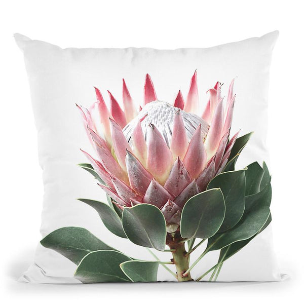 Protea Throw Pillow By Sisi And Seb