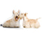 Personalized Scottish Terrier Pillow