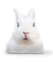 Very Fat Rabbit Mel Throw Pillow