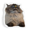 Merlin And Beeaped Throw Pillow