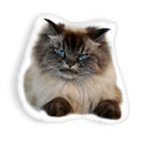 Merlin Sleep With One Eye Openaped Throw Pillow