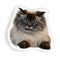 Merlin Sleep With One Eye Openaped Throw Pillow