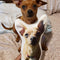 Personalized Miniature Pinscher Pillow